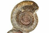 Free-Standing Fossil Ammonite (Hammatoceras) Pair - France #227336-2